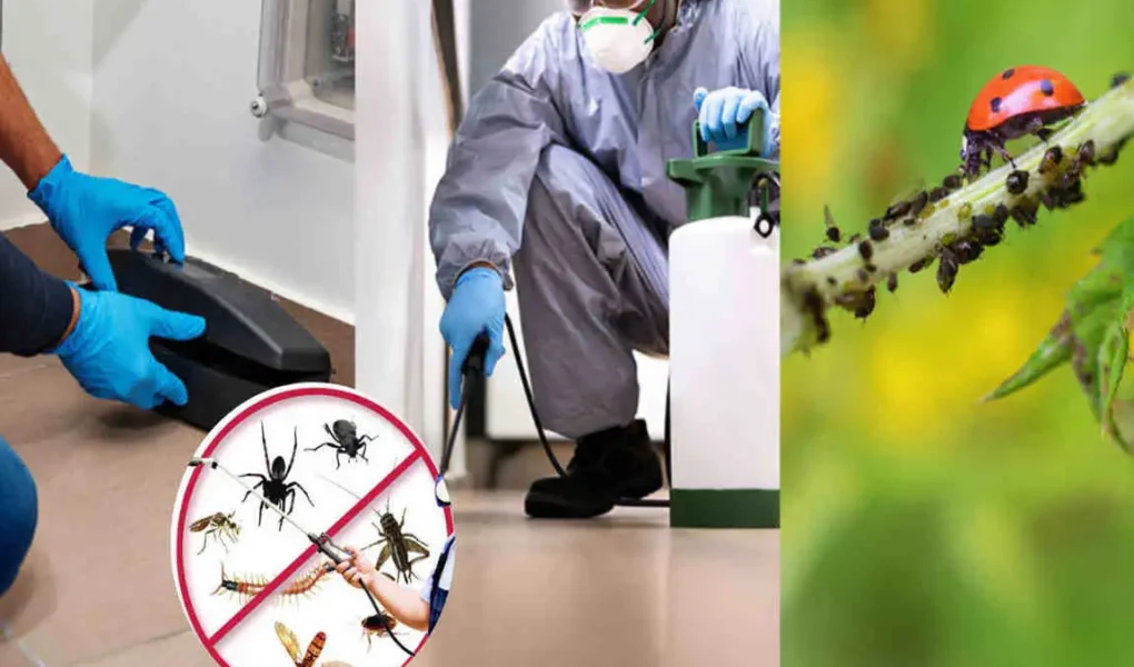 What does pest control mean