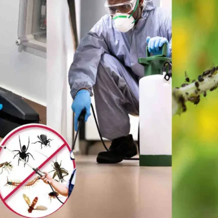 What does pest control mean