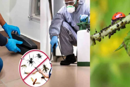 What does pest control mean