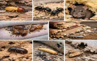 What does pest control mean