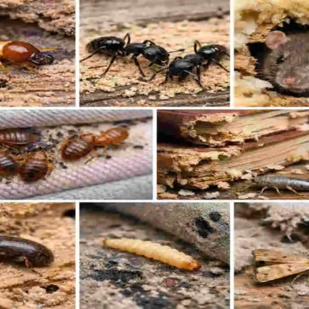 What does pest control mean