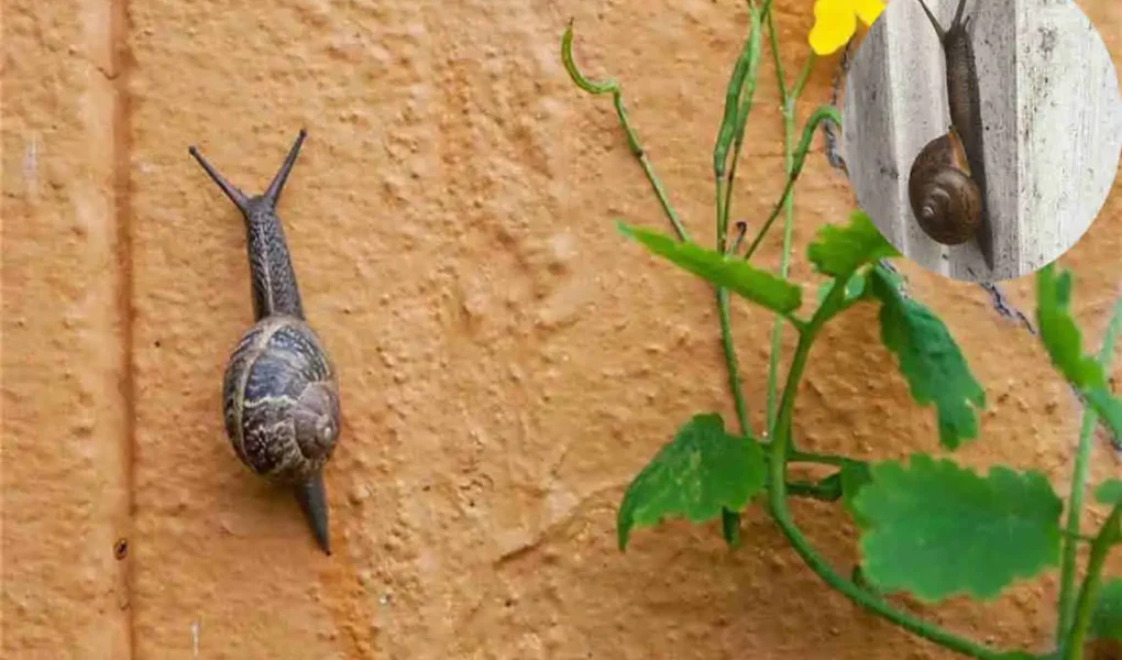 why snails climbing up your house