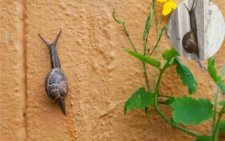 why snails climbing up your house