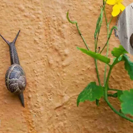 why snails climbing up your house