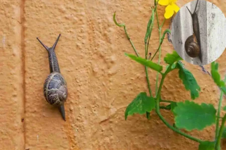 why snails climbing up your house