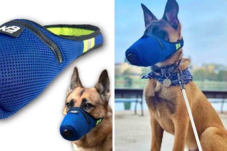 k9 mask net worth