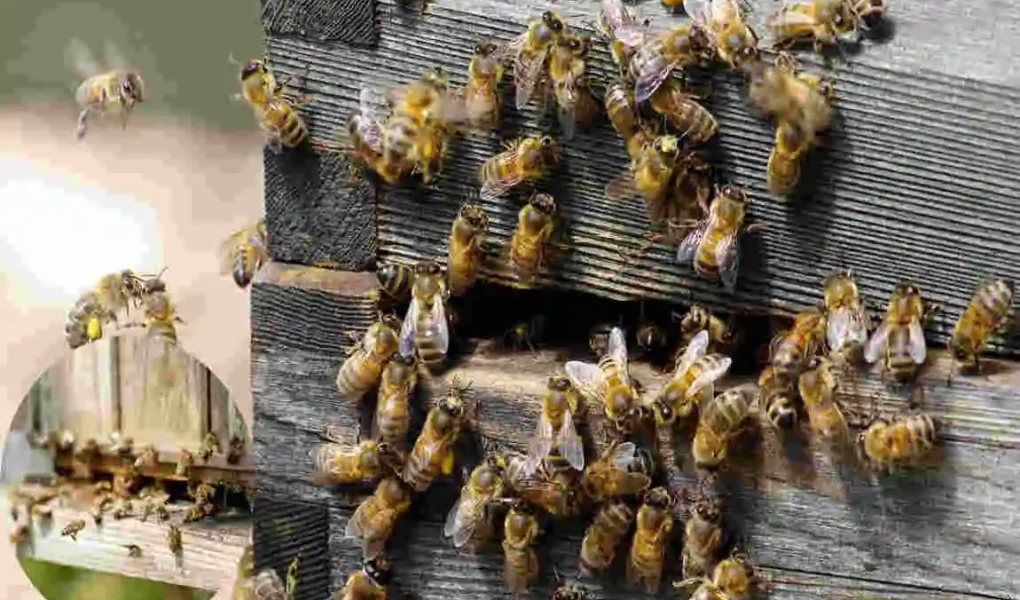 why do bees keep coming in my house