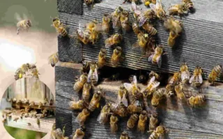 why do bees keep coming in my house