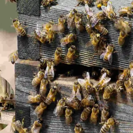 why do bees keep coming in my house