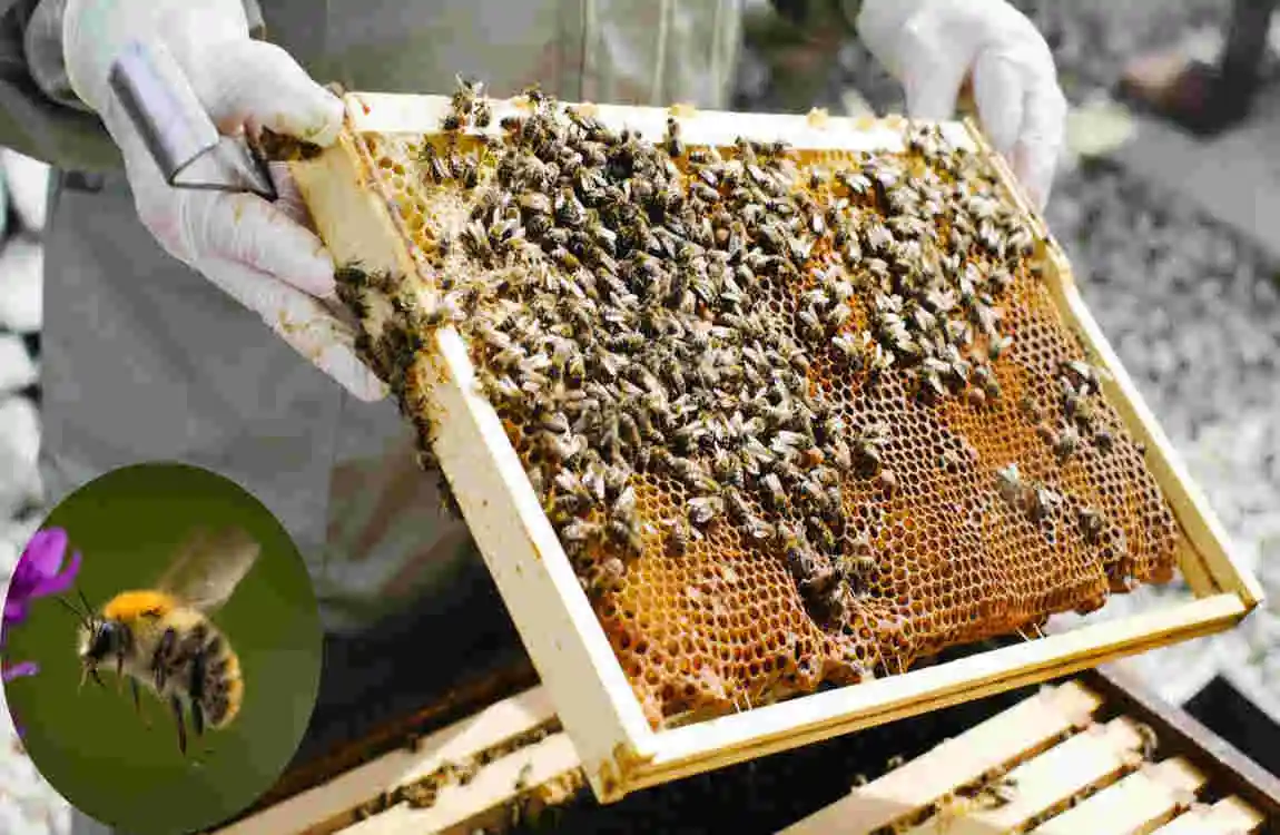 why do bees keep coming in my house