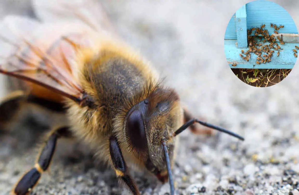 why do bees keep coming in my house