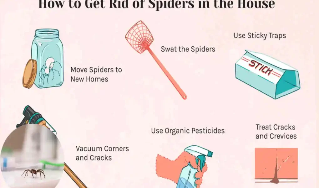 Ultimate Guide: How Do I Clean My House from Spiders Fast & Naturally