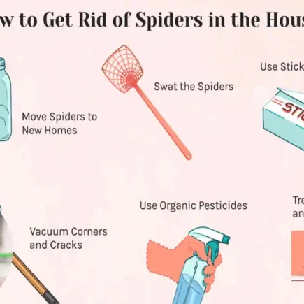 Ultimate Guide: How Do I Clean My House from Spiders Fast & Naturally