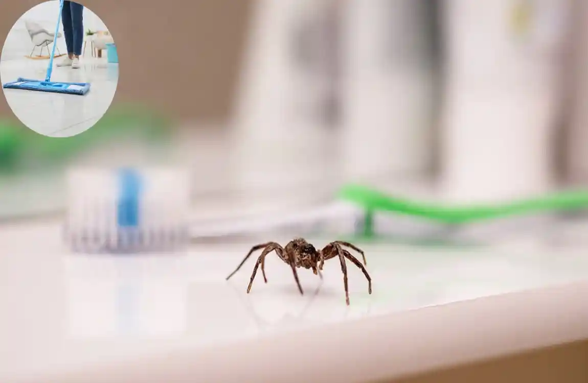 Ultimate Guide: How Do I Clean My House from Spiders Fast & Naturally